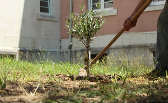 Trồng Cây Đức Tin, Vun Xới Niềm Hy Vọng