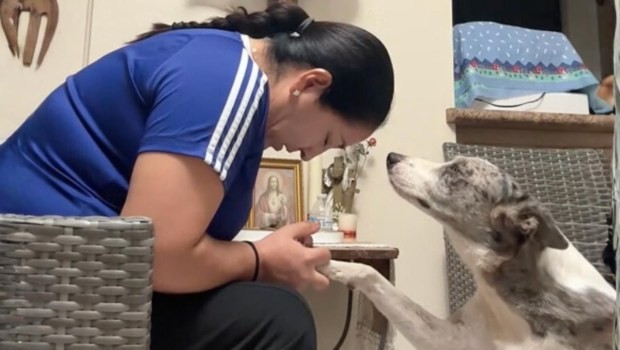 Chú chó "cầu nguyện" đang "đánh cắp" các trái tim trên mạng