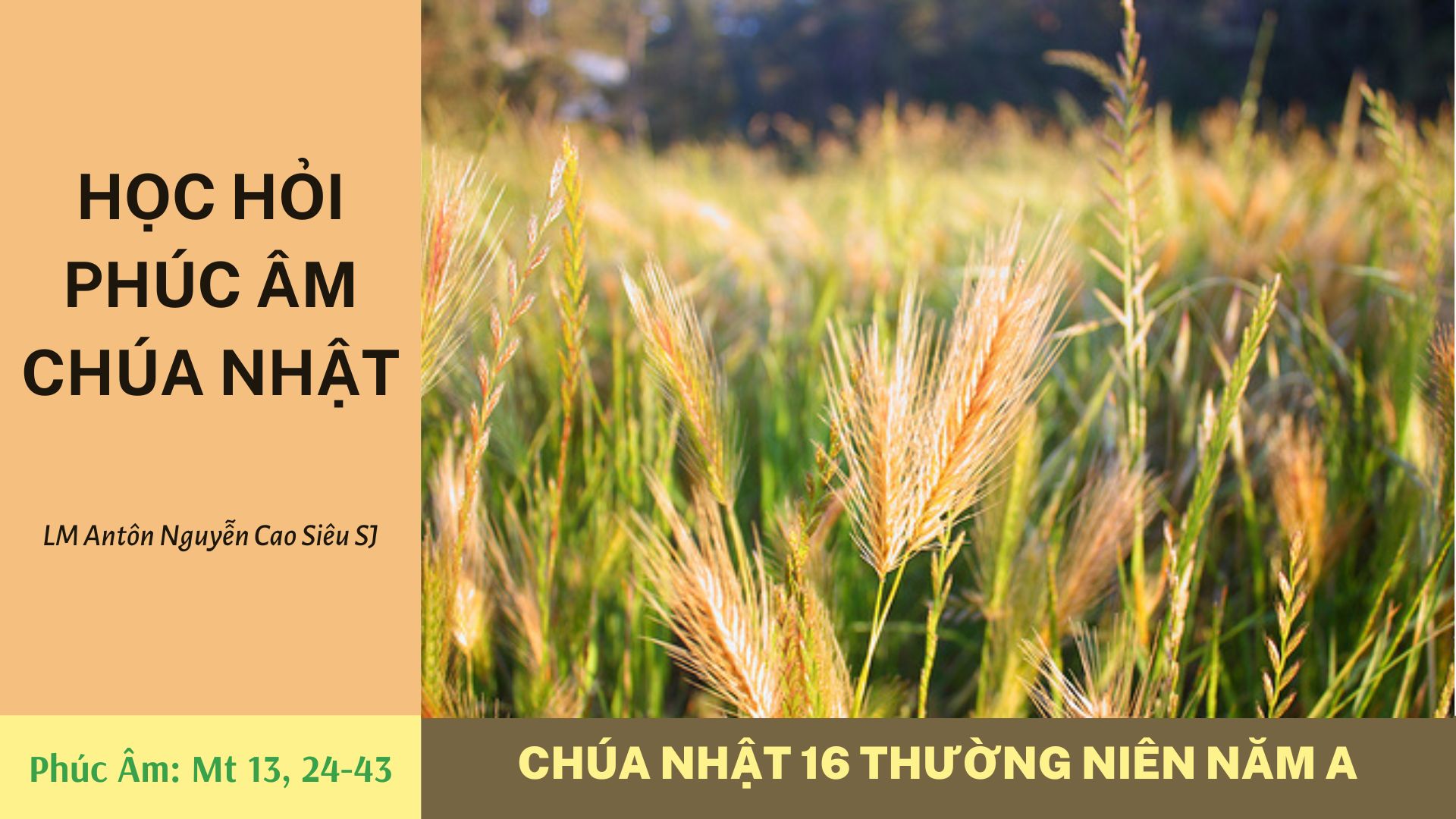 Học hỏi Phúc âm: Chúa nhật 16 Thường niên năm A