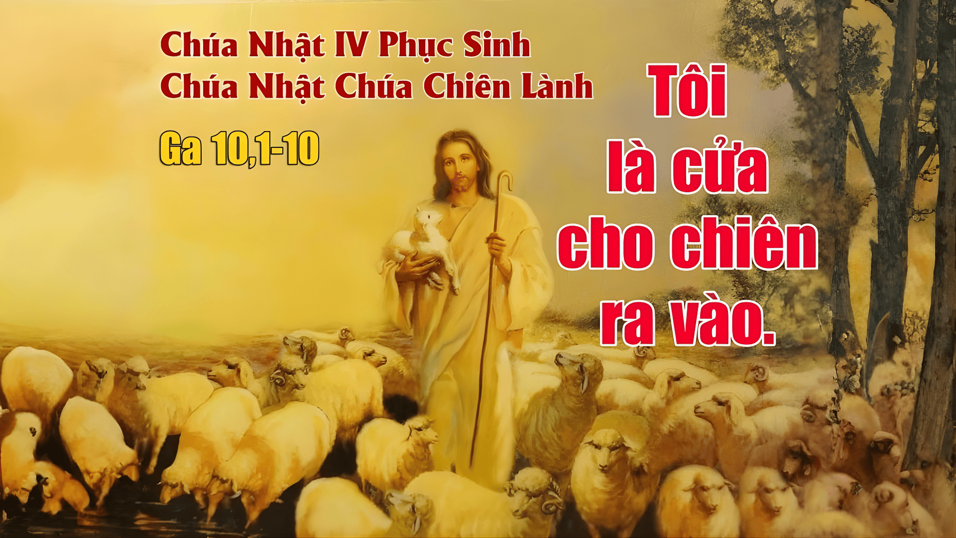 Bài giảng Chúa nhật: Chúa nhật 4 Phục sinh năm A