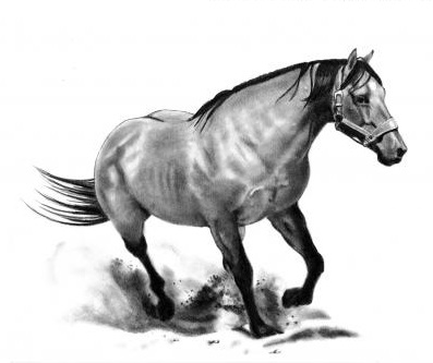 Năm Ngựa - Suy nghĩ về “Ngựa” trong lòng người